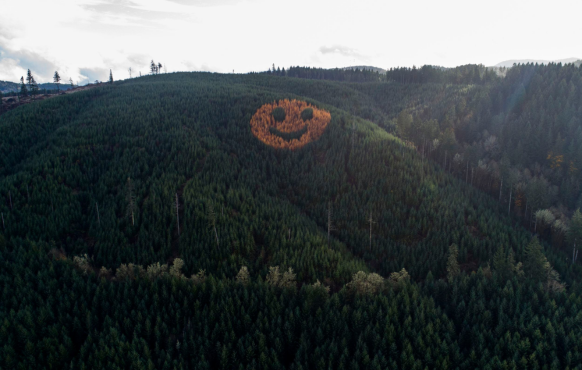Smiley Face Forest